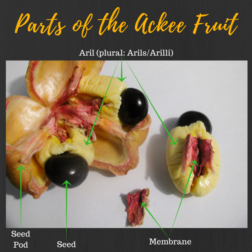 parts of the ackee arils seed and pink membrane